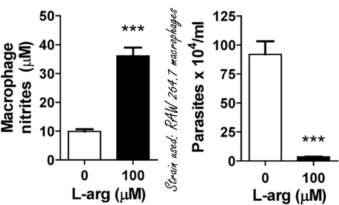 Arginine arms immune system against 'the new Aids'