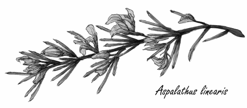 Does rooibos induce fat loss?