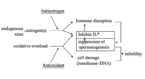 Astaxanthin makes men more fertile