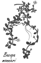 Bacopa monnieri, a natural smart drug for intelligent people