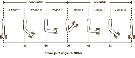 Good and not so good exercises for your biceps