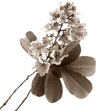 Banaba flavonoid quercetin-7-glycoside protects against virus infection