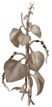 Testosterone booster Basella alba also activates aromatase