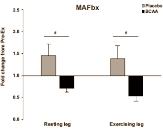 Rapport BCAA protéine MAFbx