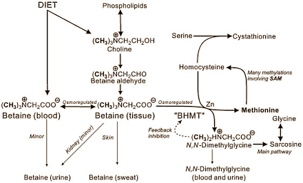 Bétaïne et catabolisme de l'homocystéine