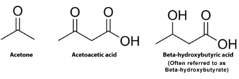 Delay aging without strict diet: supplement with ketones