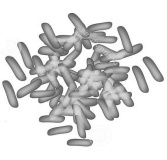 Bifidobacterium breve B-3 accelerates body fat breakdown in human study