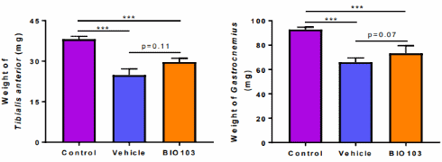Ecdysterone analogue Bio103 has more anabolic effect than its mother compound