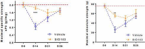Ecdysterone analogue Bio103 has more anabolic effect than its mother compound