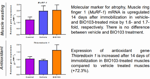 Ecdysterone analogue Bio103 has more anabolic effect than its mother compound