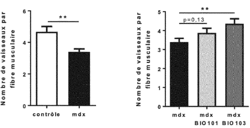 Ecdysterone analogue Bio103 has more anabolic effect than its mother compound
