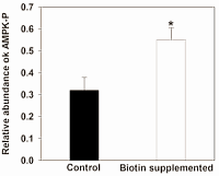 Last week we wrote about a 2009 animal study done by Mexican researchers, in which biotin supplementation led to a slight reduction in fat mass. The effect was not overwhelming, but the mechanism was interesting. That mechanism is even more interesting after reading about a more recent molecular study that the same researchers have done. This has shown that biotin causes weight loss in lab animals via the second messenger cGMP and the energy sensor AMPK.