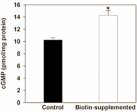 Last week we wrote about a 2009 animal study done by Mexican researchers, in which biotin supplementation led to a slight reduction in fat mass. The effect was not overwhelming, but the mechanism was interesting. That mechanism is even more interesting after reading about a more recent molecular study that the same researchers have done. This has shown that biotin causes weight loss in lab animals via the second messenger cGMP and the energy sensor AMPK.