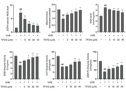 Black tea protects the skin against sunlight, inhibits skin aging | In vitro study