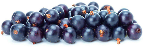 Blackcurrants increase fat oxidation and endurance