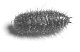 Blaptica dubia
