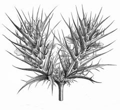 Blepharis edulis: an unlikely testosterone booster
