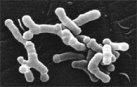 Life extending bacteria found in gut of Chinese centenarians