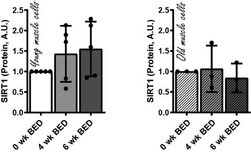 An unsuspected muscle food: blueberries