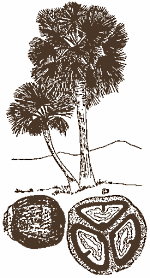 Borassus aethiopum for bodybuilders?