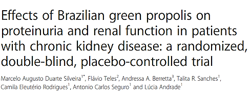 If bad genes, diabetes or lifestyle factors are wreaking havoc on your kidneys, you may benefit from supplementing with Brazilian propolis. This is suggested by a small trial in which 500 milligrams of Brazilian propolis per day reduces the concentration of protein in the urine in patients with chronic kidney disease.