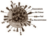 Testosterone raises chance of breast cancer