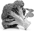 Broccoli diet for more muscle cells