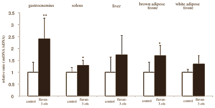 Cacao boosts fat burning