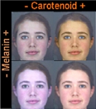 Carotenoids not sunbeds make you more attractive