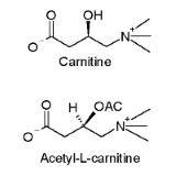 Acetyl-L-carnitine rejuvenates old muscles