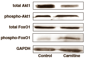 L-Carnitine Akt Fox01
