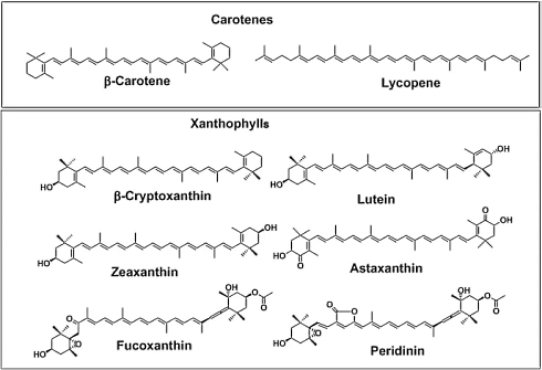 Diet rich in resveratrol, astaxanthin and beta-carotene increases muscle strength, reduces fatigue