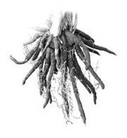 Chlorophytum borivilianum