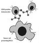 Strong muscles, strong immune system