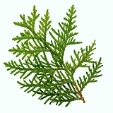 Alpha-cedrene, a completely new kind of anabolic from cedar oil