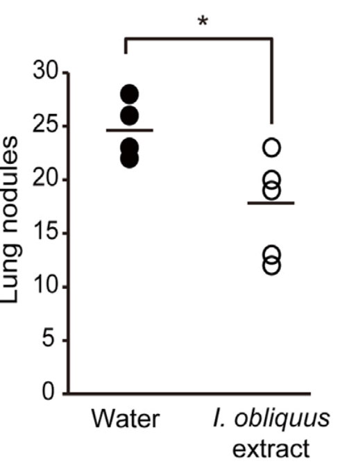 Chaga inhibits lung cancer