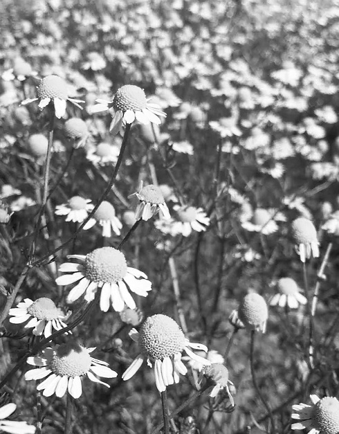 If you often drink a cup of camomile tea in the evening before going to bed, you might live longer. The idea comes from an epidemiological study that Bret Howrey of the University of Texas in Galveston will publish soon in The Gerontologist. Howrey studied Mexican Americans and discovered that, among Mexican women at least, drinking camomile tea seems to extend life expectancy considerably.