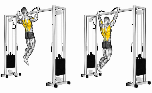 Which exercise is better? The pull-up or the pull-down?