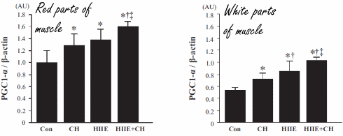Chlorella increases the effect of interval training