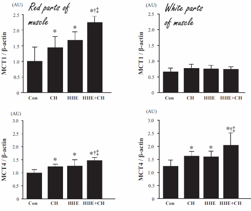 Chlorella increases the effect of interval training