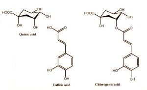 Supplementation with an extract made from unroasted coffee beans � Green Coffee Bean Extract as it's called � can help overweight people who are on a diet to lose extra weight. Researchers at the University of Scranton write about this in a human study, published in Diabetes, Metabolic Syndrome and Obesity. Sounds good, but we don't entirely trust the research.