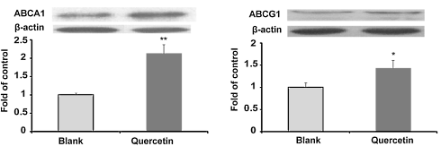 Foods that contain significant amounts of quercetin analogs or similar substances protect against cardiovascular disease. Thanks to fundamental research, carried out with mice and immune cells, we better understand why. Quercetin ensures that the body is better able to clean up a surplus of cholesterol.
