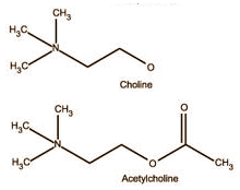 DMAE - full name 2-dimethylaminoethanol  is not just a life extender and a smart drug that can induce lucid dreams; it's also a slimming supplement. If we can believe websites and gurus, at least. The claim is not entirely without scientific foundation, we discovered after a little detective work, although the arguments used are a little thin.