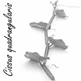 Cissus quadrangularis as a herbal weight loss aid: minus 7 kilos in 2 months