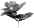 Cistus incanus goes in, virus comes out