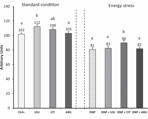 How citrulline keeps muscles strong during physiological stress