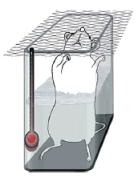 Getting on? Cold showers are better for your testosterone levels