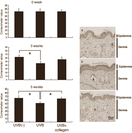 Animal study: hydrolysed collagen keeps skin young