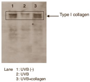 Animal study: hydrolysed collagen keeps skin young