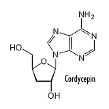 Cordycepin from Cordyceps militaris rejuvenates testes